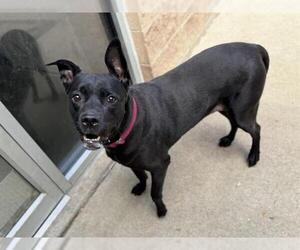 Bullboxer Pit Dogs for adoption in Aurora, IL, USA