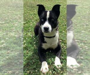 Border-Aussie Dogs for adoption in Scottsboro, AL, USA