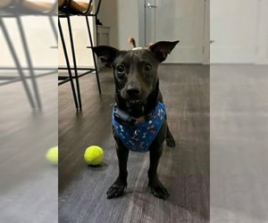 Dachshund-Jack Russell Terrier Mix Dogs for adoption in Princeton, MN, USA