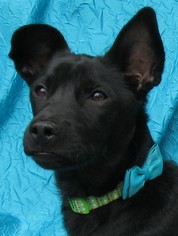Chi-Corgi Dogs for adoption in Cuba, NY, USA