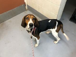 Treeing Walker Coonhound Dogs for adoption in Waterford, VA, USA