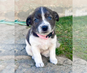 Chihuahua-Unknown Mix Dogs for adoption in Corona, CA, USA