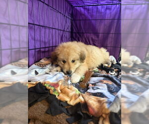 Golden Pyrenees Dogs for adoption in Plainfield, IL, USA
