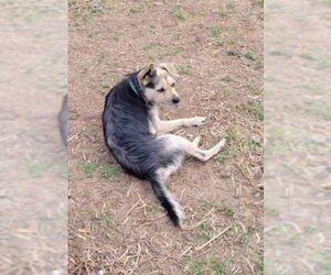 Mutt Dogs for adoption in San Antonio, TX, USA