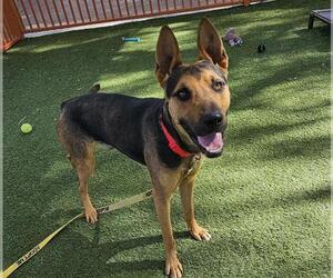 German Shepherd Dog-Unknown Mix Dogs for adoption in Las Vegas, NV, USA