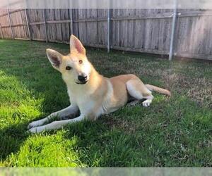 Mutt Dogs for adoption in Dallas, TX, USA