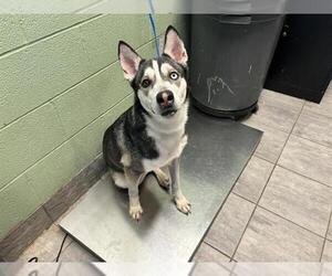 Siberian Husky-Unknown Mix Dogs for adoption in Grand Prairie, TX, USA