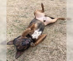 Mutt Dogs for adoption in Evansville, IN, USA