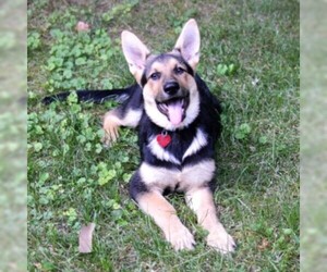 German Shepherd Dog Dogs for adoption in Enfield, CT, USA