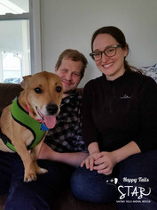 Corgi Basset Dogs for adoption in Northville, MI, USA