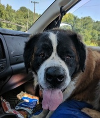 Saint Bernard Dogs for adoption in Silver Spring, MD, USA