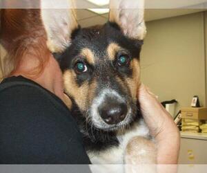 Australian Shepherd-Unknown Mix Dogs for adoption in Burbank, CA, USA
