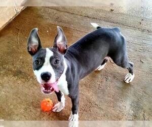 American Staffordshire Terrier Dogs for adoption in Nashville, GA, USA