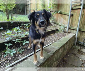 Collie-Unknown Mix Dogs for adoption in Woodbury, NY, USA