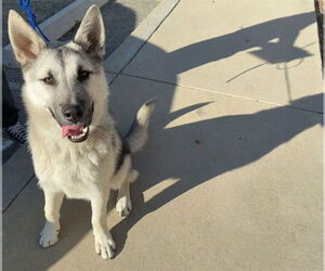 German Shepherd Dog Dogs for adoption in Rancho Cucamonga, CA, USA