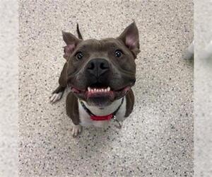 American Pit Bull Terrier Dogs for adoption in Brighton, CO, USA