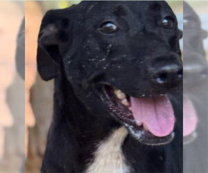 Labrador Retriever-Unknown Mix Dogs for adoption in Lake Forest, CA, USA