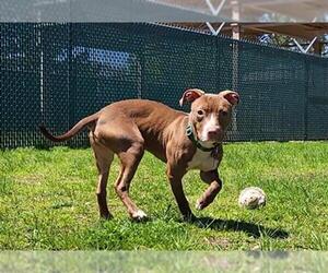American Pit Bull Terrier Dogs for adoption in Springfield, MA, USA