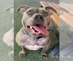 American Pit Bull Terrier Dogs for adoption in Woodland, CA, USA