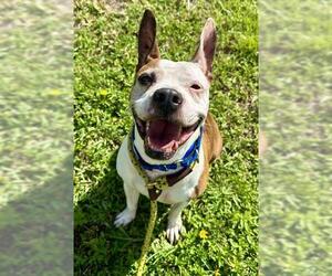 American Staffordshire Terrier-Unknown Mix Dogs for adoption in Fort Lauderdale, FL, USA