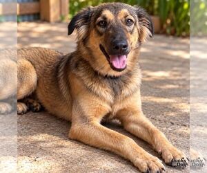Mutt Dogs for adoption in Washington, DC, USA