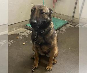 Mutt Dogs for adoption in Camarillo, CA, USA