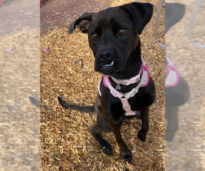 Labrador Retriever-Unknown Mix Dogs for adoption in San Diego, CA, USA