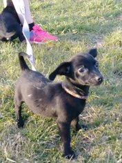 Medium Photo #1 Doxie-Pin Puppy For Sale in Fredericksburg, VA, USA