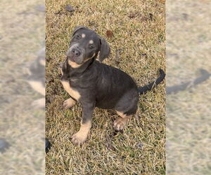 American Staffordshire Terrier-Unknown Mix Dogs for adoption in Decatur, GA, USA