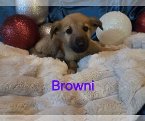 Anatolian Pyrenees Dogs for adoption in MIDWAY, UT, USA