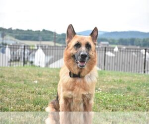 German Shepherd Dog Dogs for adoption in Mechanicsburg, PA, USA