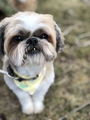 Shih Tzu Dogs for adoption in Spanish Fork, UT, USA
