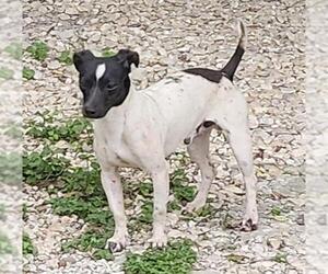Mutt Dogs for adoption in San Antonio, TX, USA