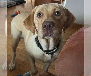 Mutt Dogs for adoption in Lawrenceville, NJ, USA