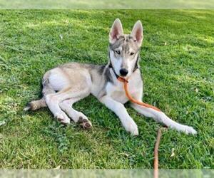 Alusky Dogs for adoption in Henderson, NV, USA