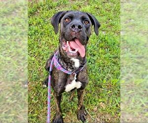 Mutt Dogs for adoption in Sacramento, CA, USA