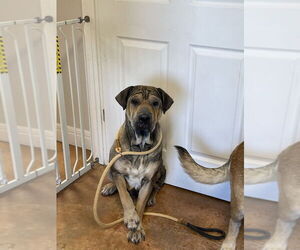 Chinese Shar-Pei Dogs for adoption in Bolivar, MO, USA