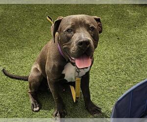 American Pit Bull Terrier-Unknown Mix Dogs for adoption in Las Vegas, NV, USA