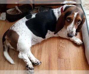 Basset Hound Dogs for adoption in Deepwater, NJ, USA