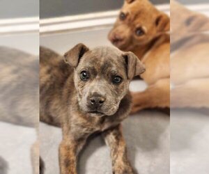 American Eskimo Dog-Labrador Retriever Mix Dogs for adoption in garner, NC, USA