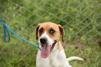 Treeing Walker Coonhound Dogs for adoption in Valley Falls, KS, USA