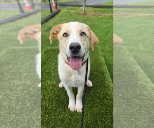 Labrador Retriever-Unknown Mix Dogs for adoption in Rockaway, NJ, USA