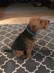 Small Welsh Terrier