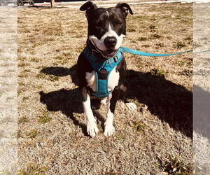 American Pit Bull Terrier-Unknown Mix Dogs for adoption in Corning, AR, USA