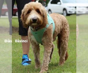 Goldendoodle Dogs for adoption in Snow Camp, NC, USA