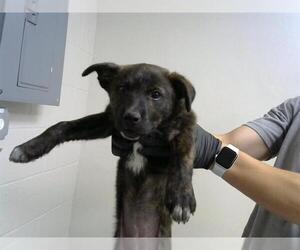 German Shepherd Dog-Unknown Mix Dogs for adoption in Pasadena, TX, USA