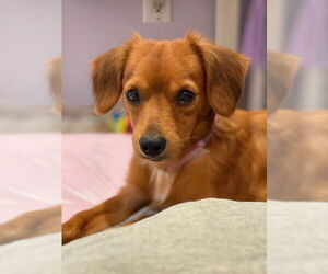 Cairn Terrier-Dachshund Mix Dogs for adoption in Aurora, CO, USA