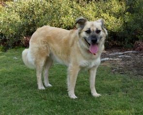 Medium Photo #1 German Shepherd Dog Puppy For Sale in San Diego, CA, USA