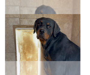 Rottweiler Dogs for adoption in Gilbert, AZ, USA