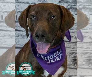 Mutt Dogs for adoption in Kennesaw, GA, USA